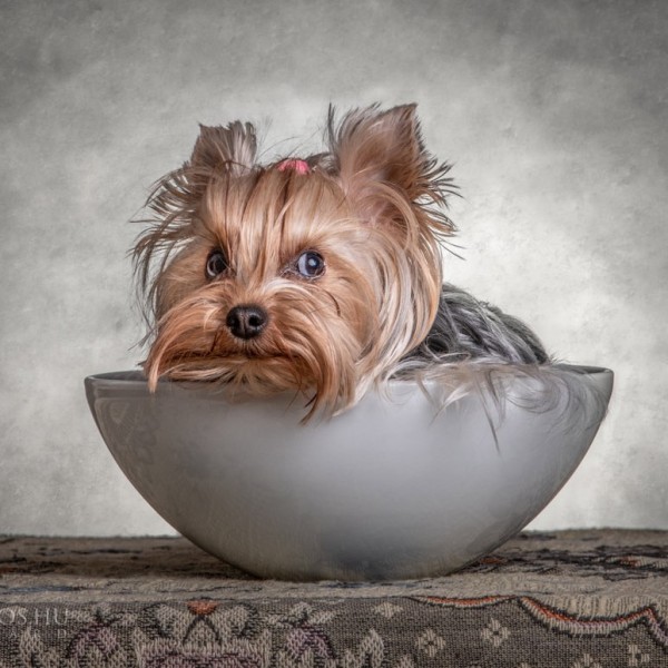 Mini műtermi fotózás 2026. február 15.