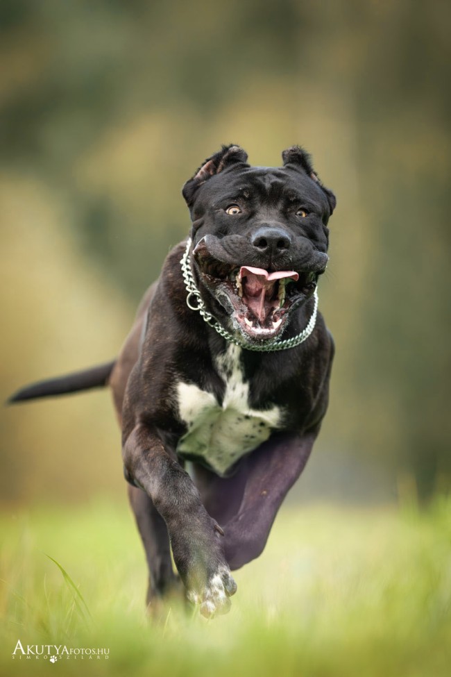 Szabadtéri fotózás futó Cane corsoval 