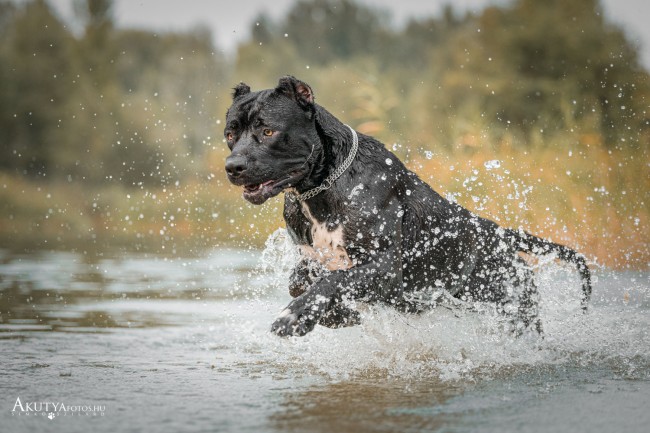 Cane corso mozgásban, vízben futás közben természetes környezetben