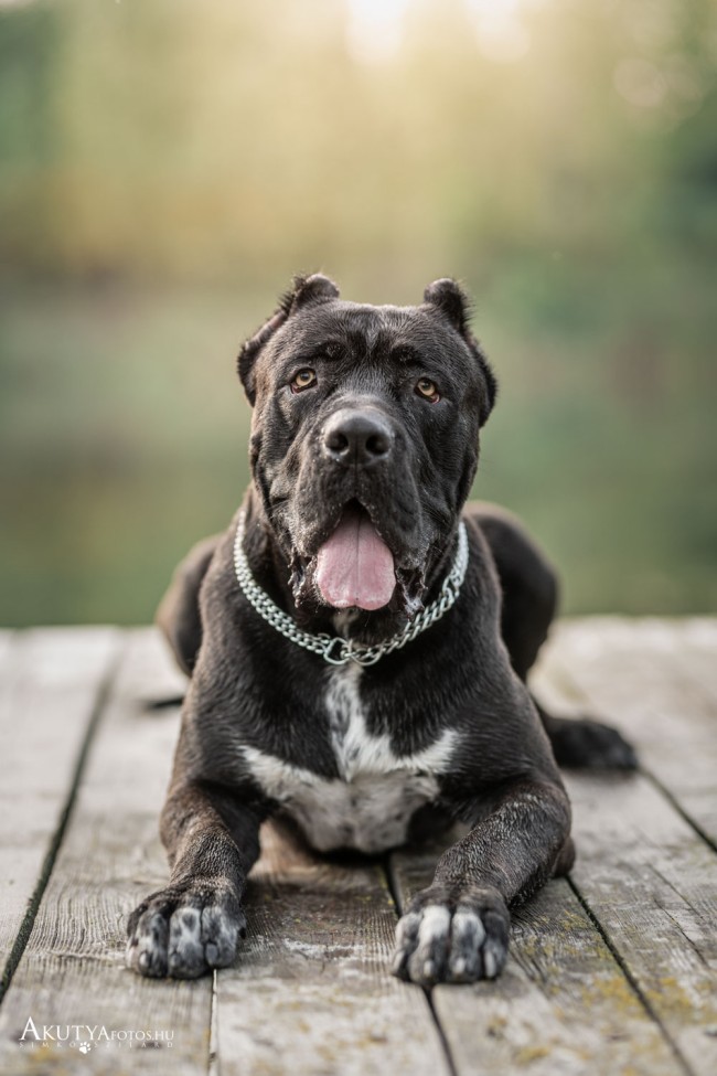 Cane corso a stégen