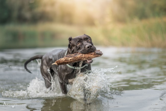Fát hozó Cane corso fotózáson
