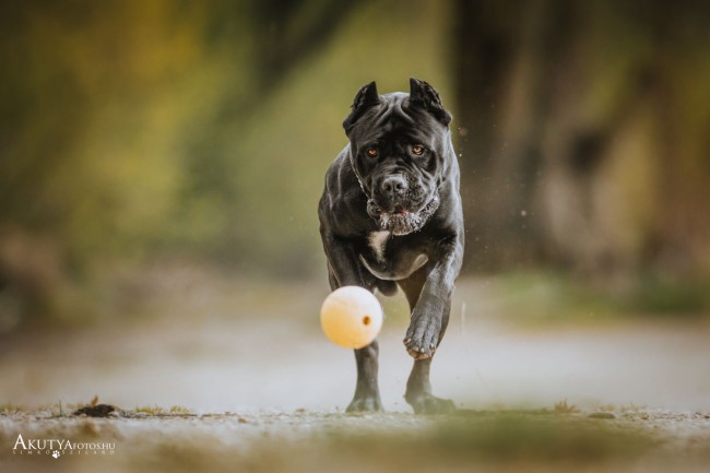 Cane corso labdázik az erdőben