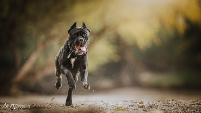 Cane corso szabadtéri fotózása az erdőben