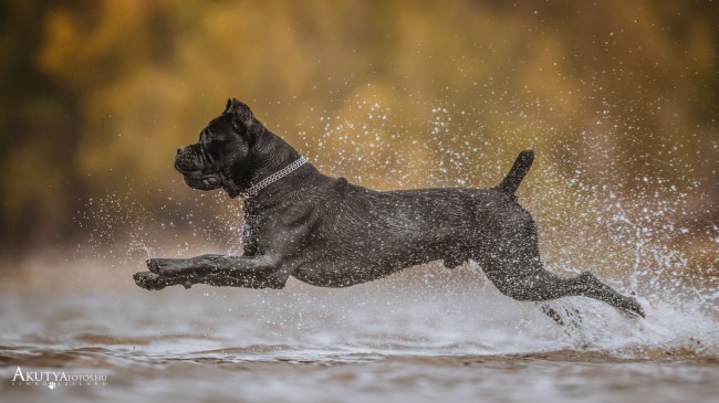 Szabadtéri Cane corso fotózás vízben futó kutyával