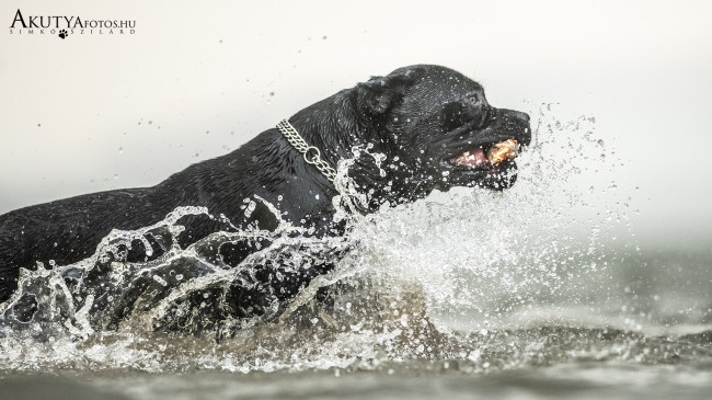 Közeli Cane corso fotó vizes környezetben