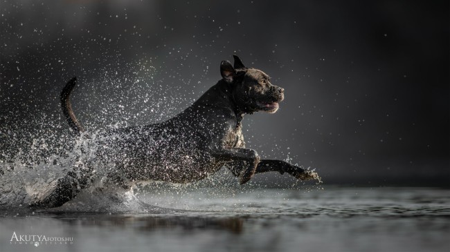 Cane corso szabadtéri fotózás 
