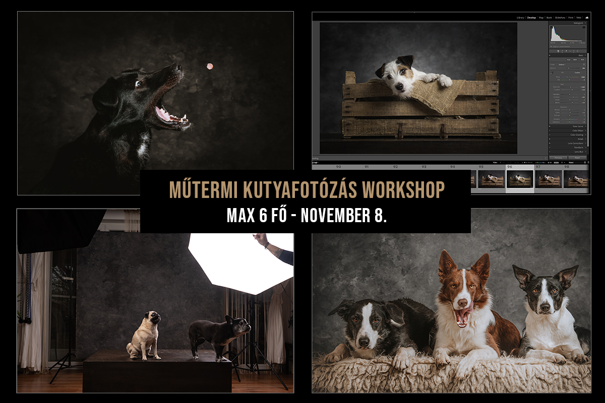 Szabadtéri kutyafotózás workshop