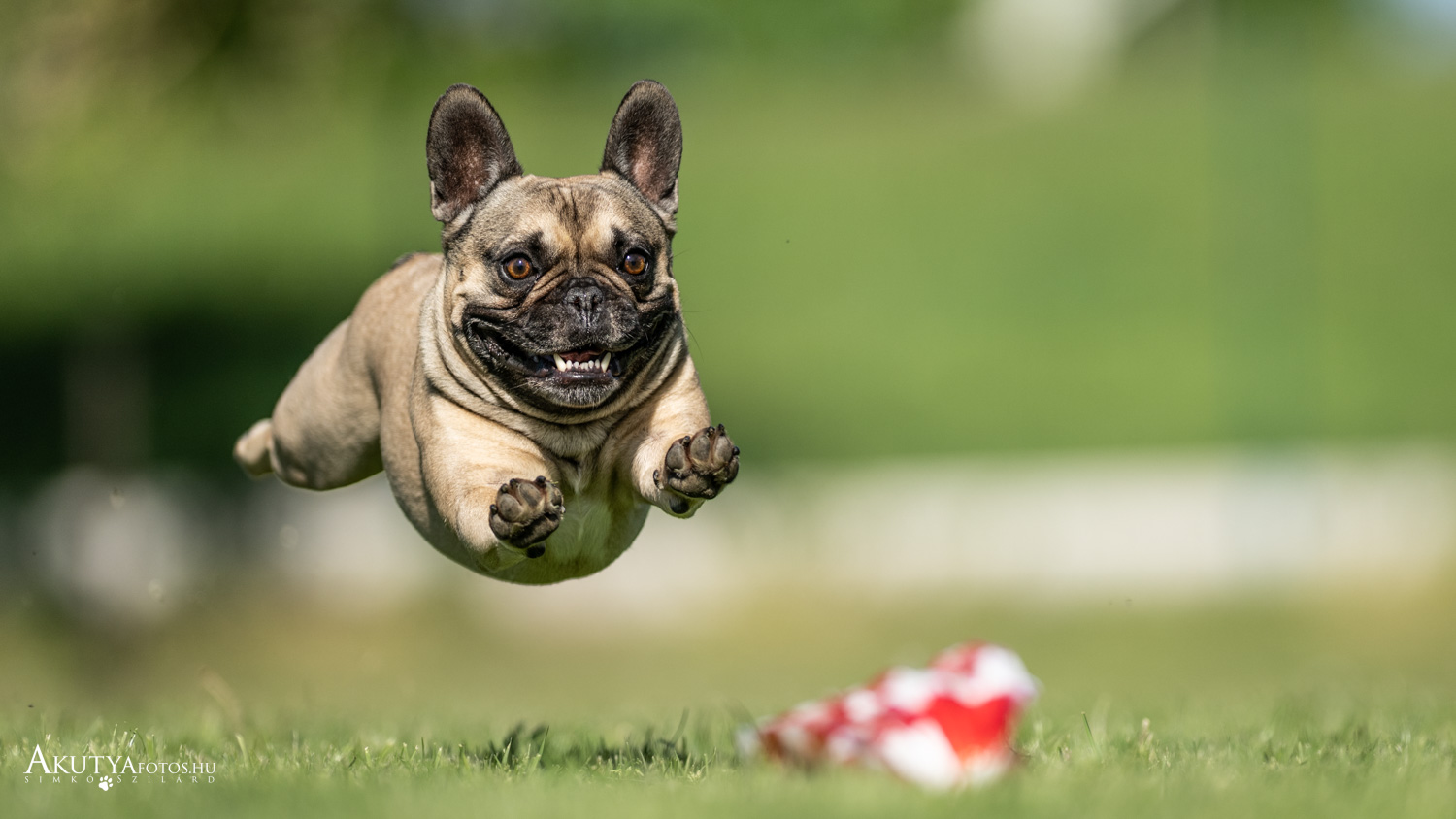 Francia bulldog fotózás és coursing