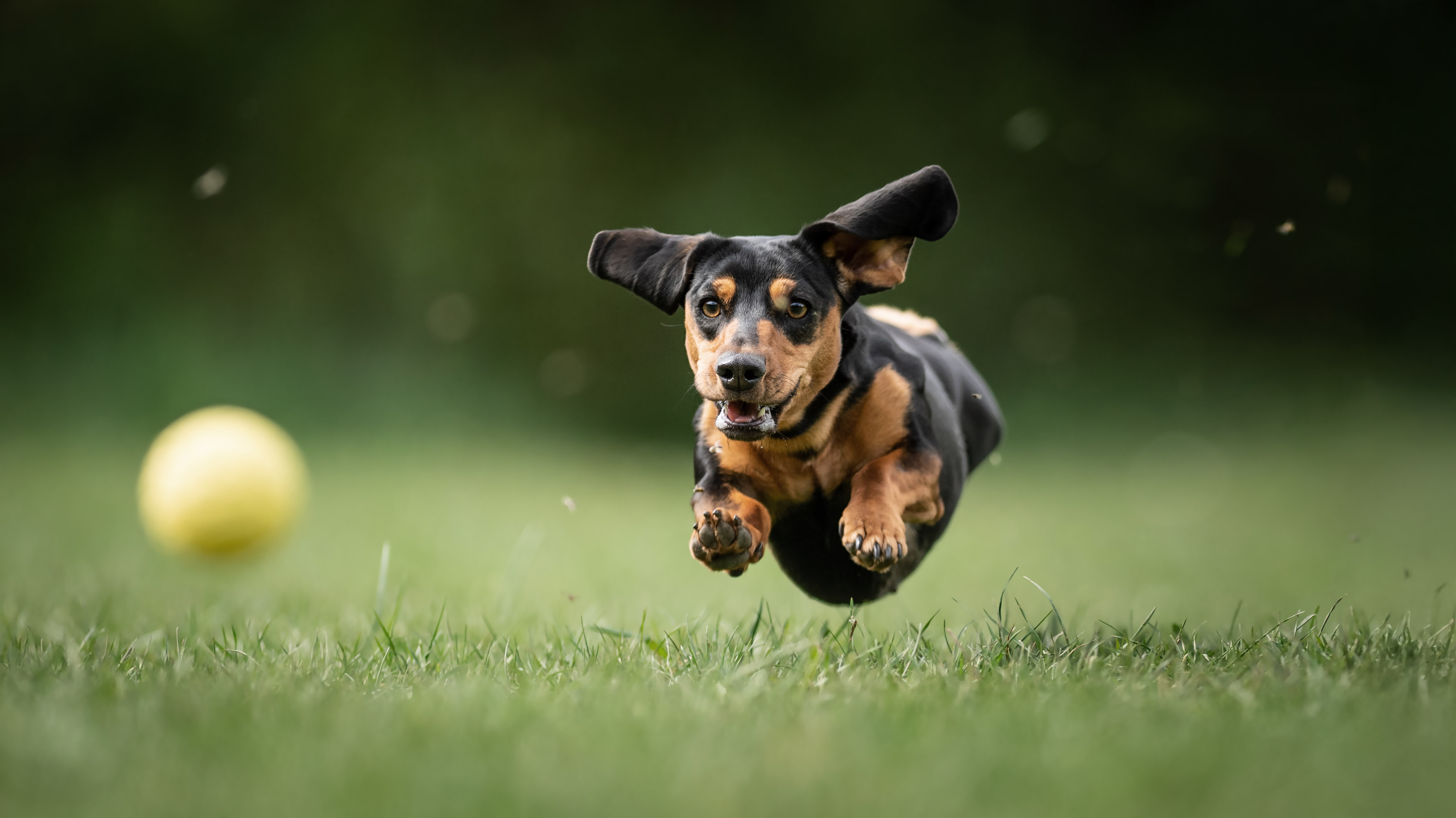 Tacskó labdát kerget