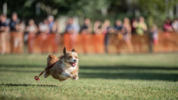 kutyák fotózása futás közben
