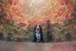 Berni pásztorkutya fotózása ősszel