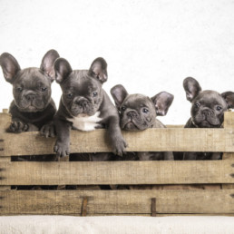 alomfotózás, francia bulldog kölykök fotózása