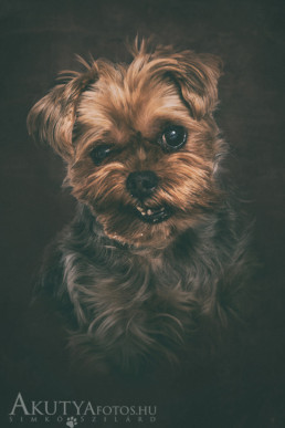 yorkshire terrier műtermi kutyafotó