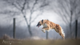 coursing verseny fotózás