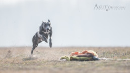 coursing kutyafotózás